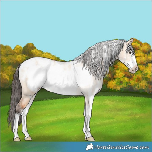 Horse Color:Powder White Bay Dun Frame 