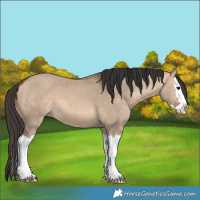 Horse Color:Unknown 