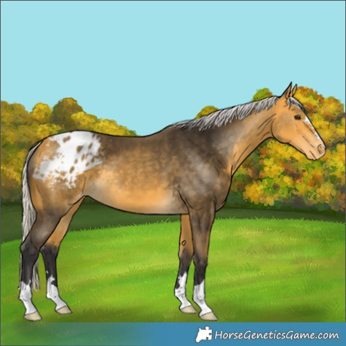 Horse Color:Silver Buckskin Appaloosa 