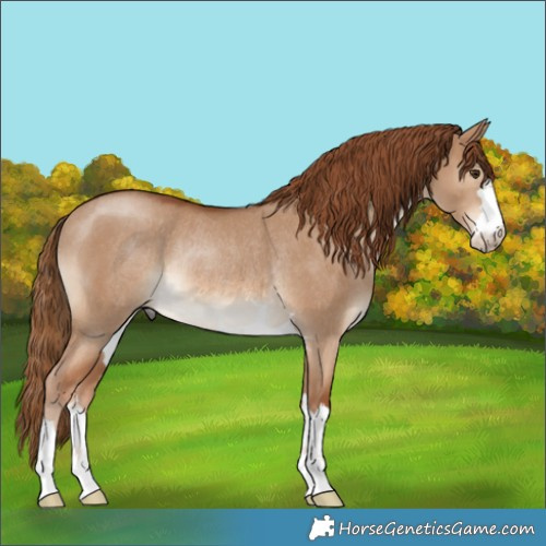 Horse Color:Red Dun Rabicano 