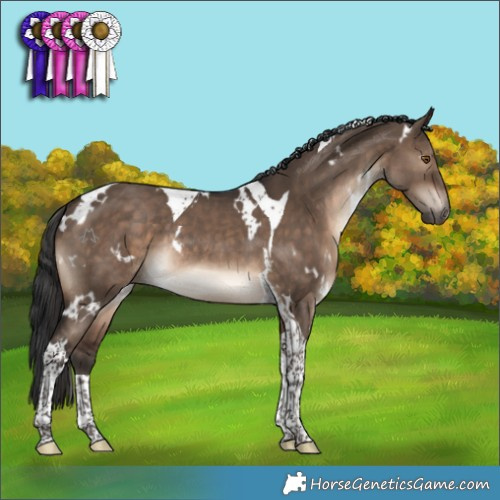 Horse Color:White Spotted Brown Dun Tobiano Rabicano 