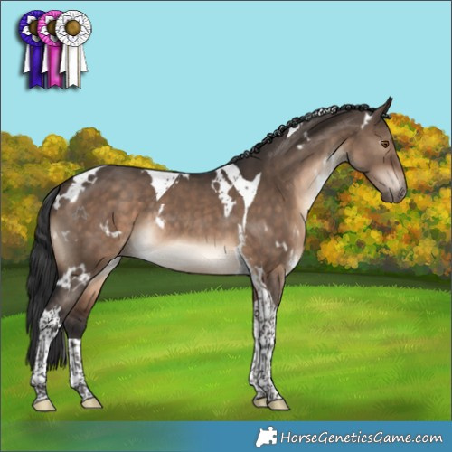 Horse Color:White Spotted Brown Dun Tobiano Rabicano