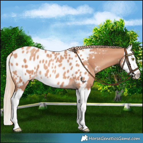 Horse Color:Gold Champagne Splash Near Leopard 