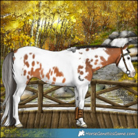 Horse Color:Bay Splash Tobiano Near Leopard 