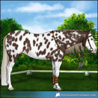 Horse Color:Liver Chestnut Splash Near Leopard