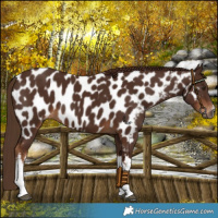 Horse Color:Gray White Spotted Chestnut Near Leopard 