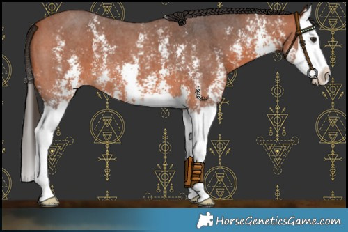 Horse Color:Bay Sabino Splash Varnish 