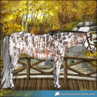 Horse Color:Bay  and Bay Sabino Splash Near Leopard 