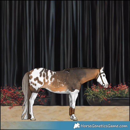 Horse Color:Buckskin Splash Blanket 
