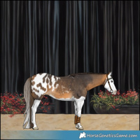 Horse Color:Buckskin Splash Blanket