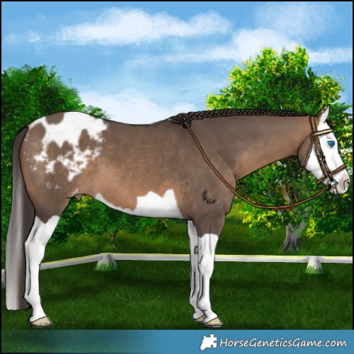 Horse Color:Brown Dun Splash Appaloosa 