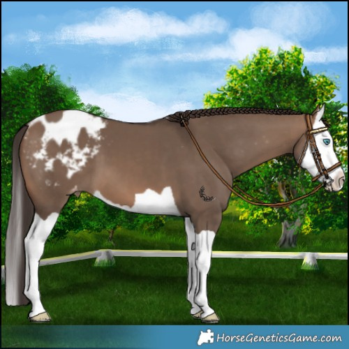 Horse Color:Brown Dun Splash Appaloosa