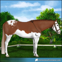 Horse Color:Chestnut Splash Varnish 