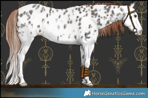 Horse Color:Liver Chestnut Sabino Splash Near Leopard 