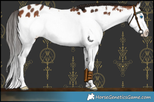 Horse Color:Bay Splash Appaloosa 