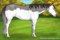 Horse Color:Smoky Grullo Roan Splash 