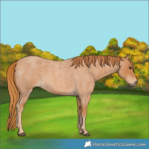 Horse Color:Red Roan 