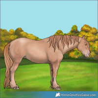 Horse Color:Unknown 