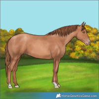 Horse Color:Gold Champagne 