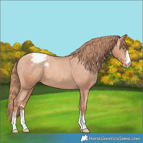 Horse Color:Gold Champagne Appaloosa 