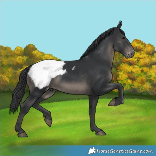 Horse Color:Black Appaloosa 