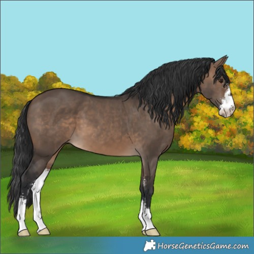 Horse Color:Brown Dun Sabino 