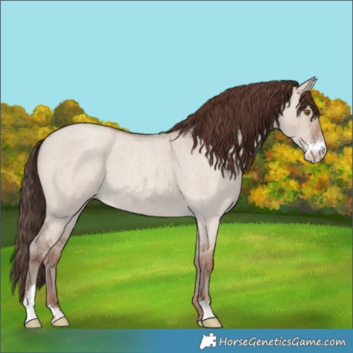Horse Color:Classic Champagne Roan Dun Sabino 