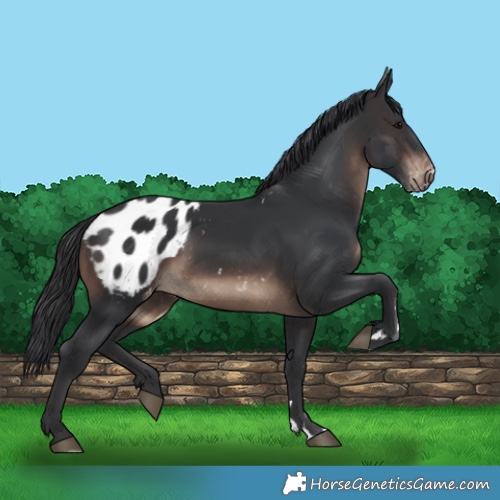 Horse Color:Brown Appaloosa 