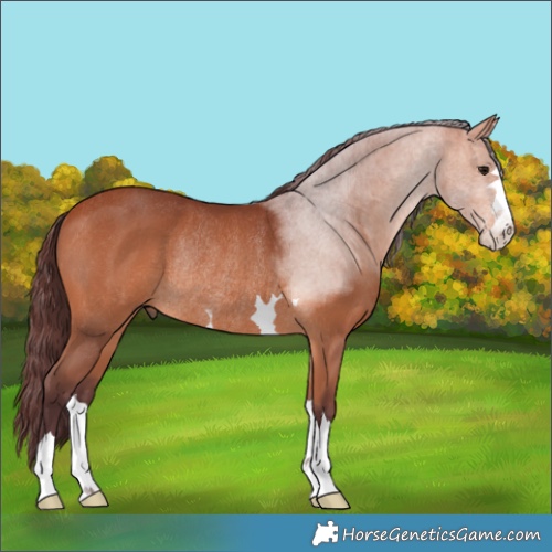 Horse Color:Chocolate Bay Rabicano 