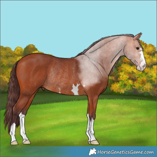 Horse Color:Chocolate Bay Rabicano 