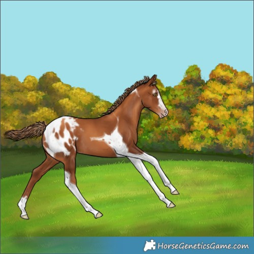 Horse Color:Gray Gold Champagne Tobiano Appaloosa 