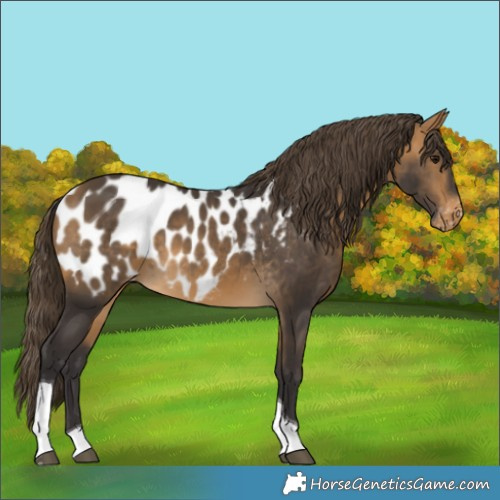Horse Color:Buckskin Tobiano Near Leopard 