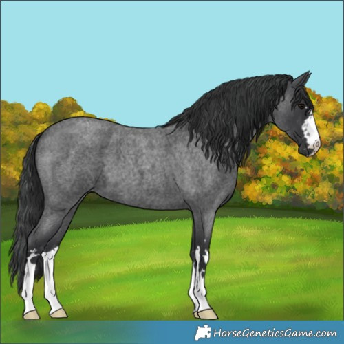 Horse Color:Blue Roan 