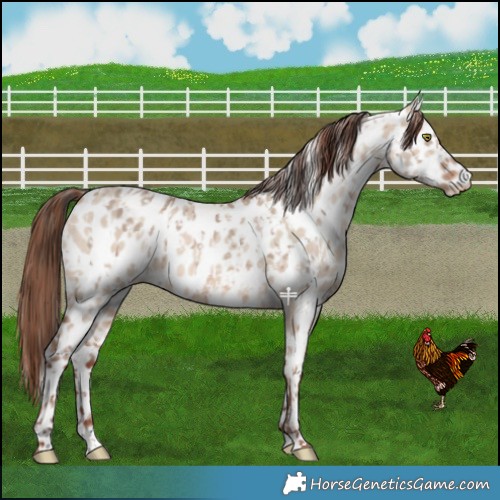 Horse Color:Amber Champagne Dun Near Leopard  and Amber Champagne Dun Near Leopard Rabicano 