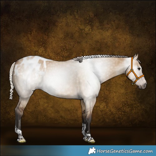 Horse Color:Gray Silver Bay Dun Tobiano Blanket 