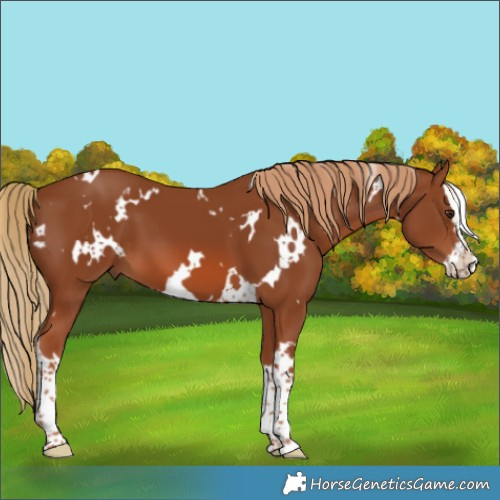 Horse Color:White Spotted Chestnut Splash 