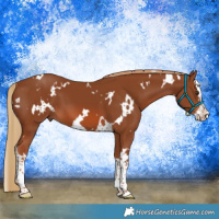 Horse Color:White Spotted Chestnut Splash 