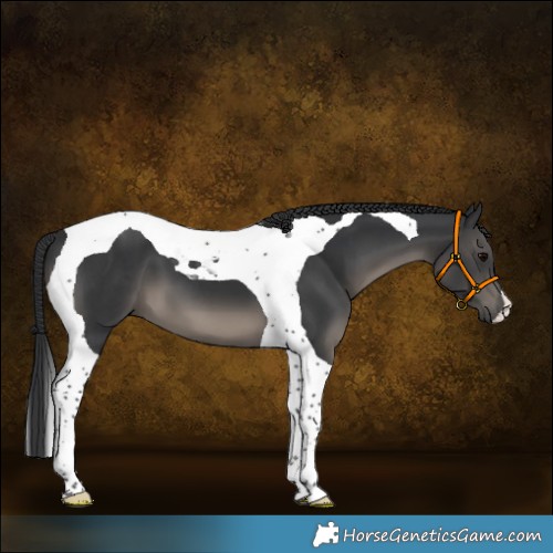 Horse Color:Black Tobiano 