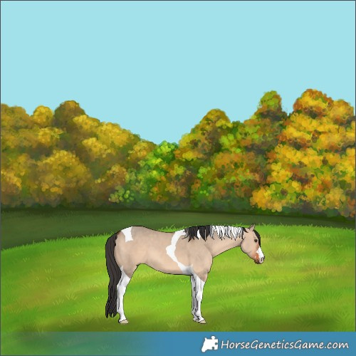 Horse Color:Brown Dun Tobiano 