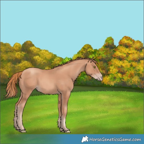 Horse Color:Gold Champagne 
