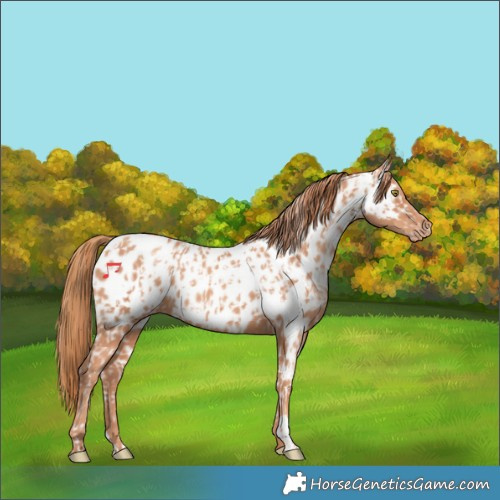 Horse Color:Gold Champagne Appaloosa  and Gold Champagne Appaloosa 
