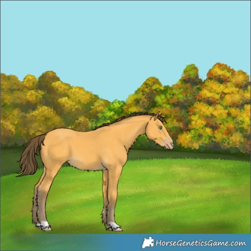 Horse Color:Amber Cream Champagne 