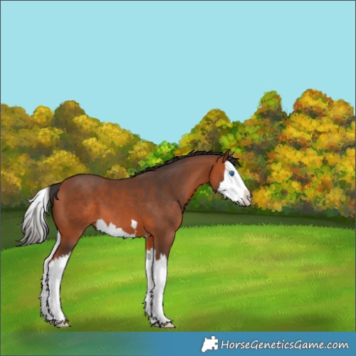 Horse Color:Bay Splash 