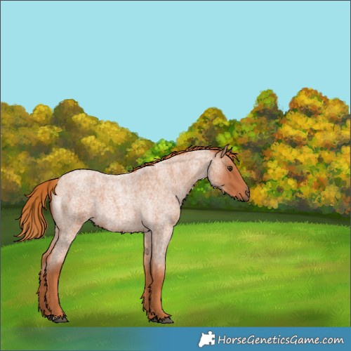 Horse Color:Red Roan 