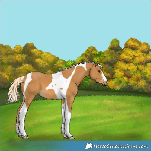 Horse Color:Palomino Tobiano 