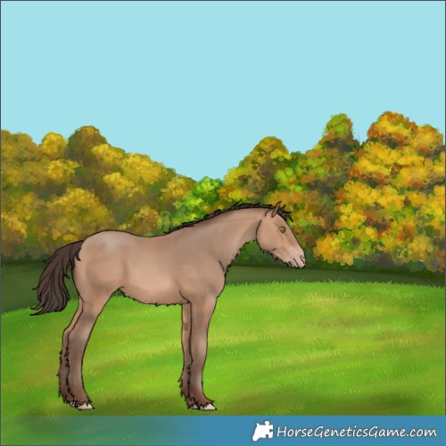 Horse Color:Amber Champagne