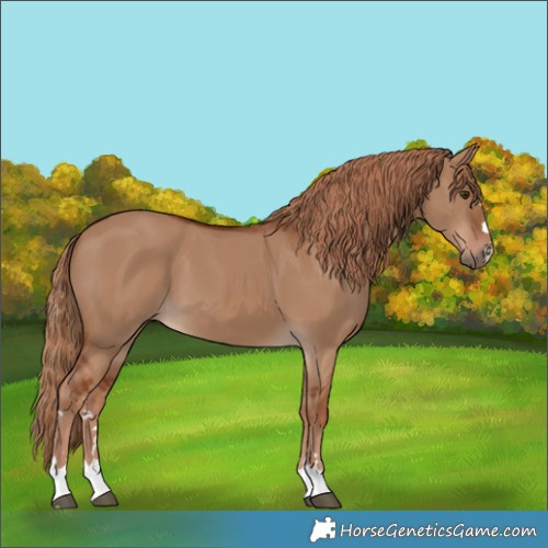 Horse Color:Red Dun 