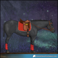 Horse Color:Black 