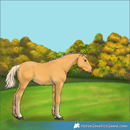 Horse Color:Palomino