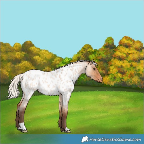 Horse Color:Silver Bay Roan Dun Near Leopard 